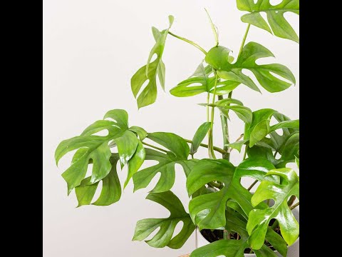 Folha Plant Shop - Rhaphidophora Tetrasperma 'Mini Monstera'