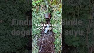 #trabzon #sürmene #köprübaşı #fındıkbahçesi #fındık #manzara #yağmurlu