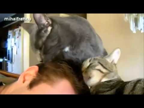 Gatos chistosos ( Funny cats)