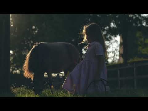 ⭐ A&J ATINA ⭐ (American Miniature Horse) - STC AUCTION 2022