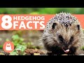 8 FACTS About Hedgehogs You Should Know