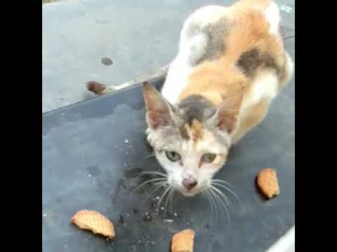 Billi Mausi Having BreakFAST.... 🐱 #Animalslover #Cats