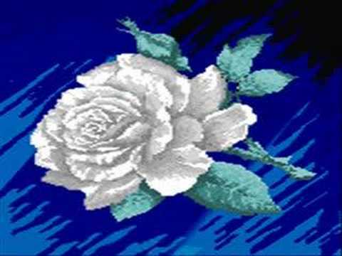 costenos del pacifico-rosas blancas