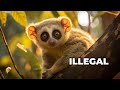 Top 10 Illegal Animals Why You Can T Own Them As Pets