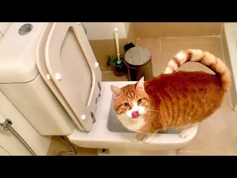A Reason why do cats like to drink toilet water
