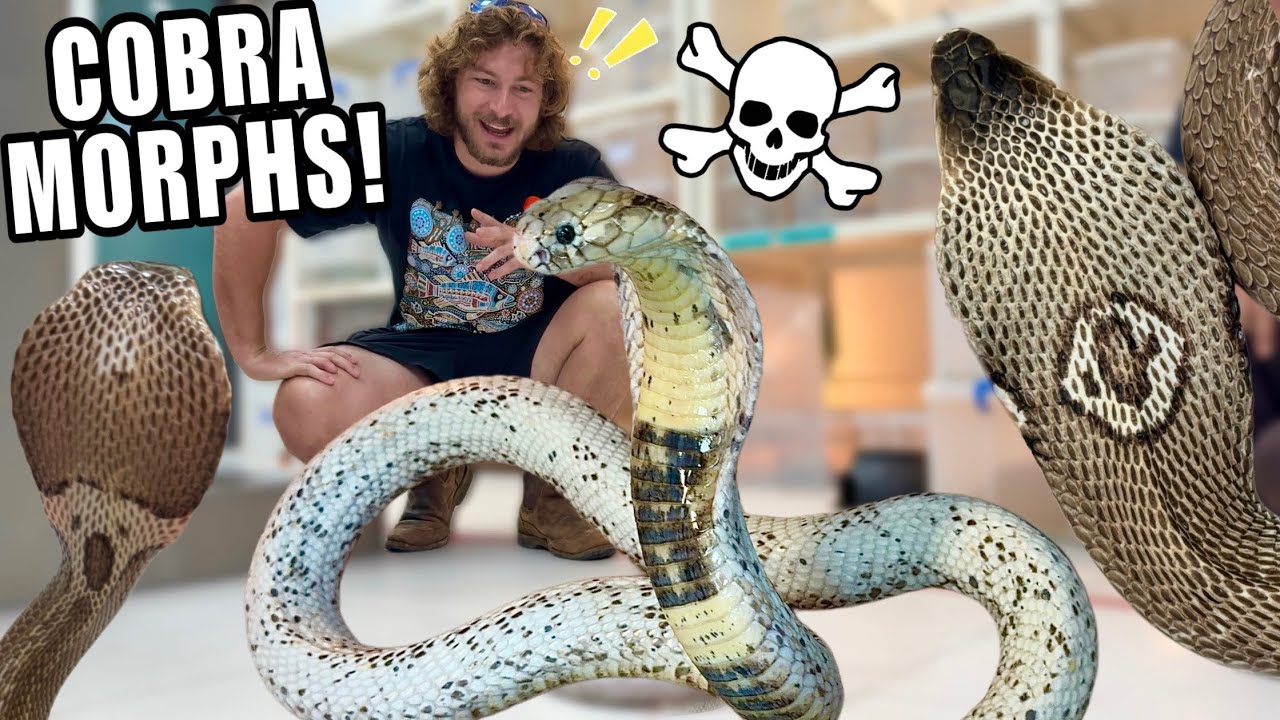 Ancient Lineage of Spitting Cobra Confirmed from Single Museum Specimen in Zimbabwe