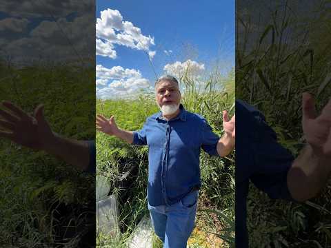 Prefeito perde unidades do Minha Casa Minha Vida em Sarandi