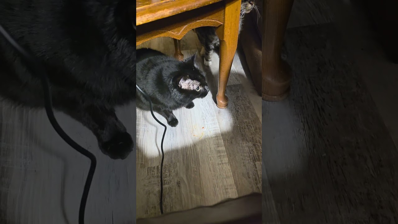 Enlarge Shelby, a Adoptable Domestic Short Hair in Jamesville, NY video 6/6