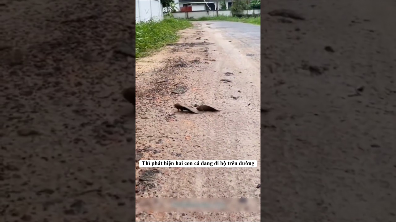 Sự thật về loài cá đi bộ trên đường