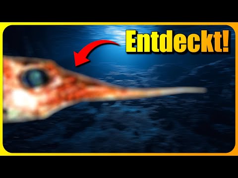 Eines der SELTENSTEN Wesen der Welt entdeckt! Was ist es?