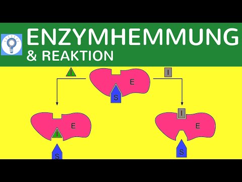 Enzymhemmung & Reaktionsgeschwindigkeit einfach erklärt - Hemmung der Enzymaktivität | Stoffwechsel