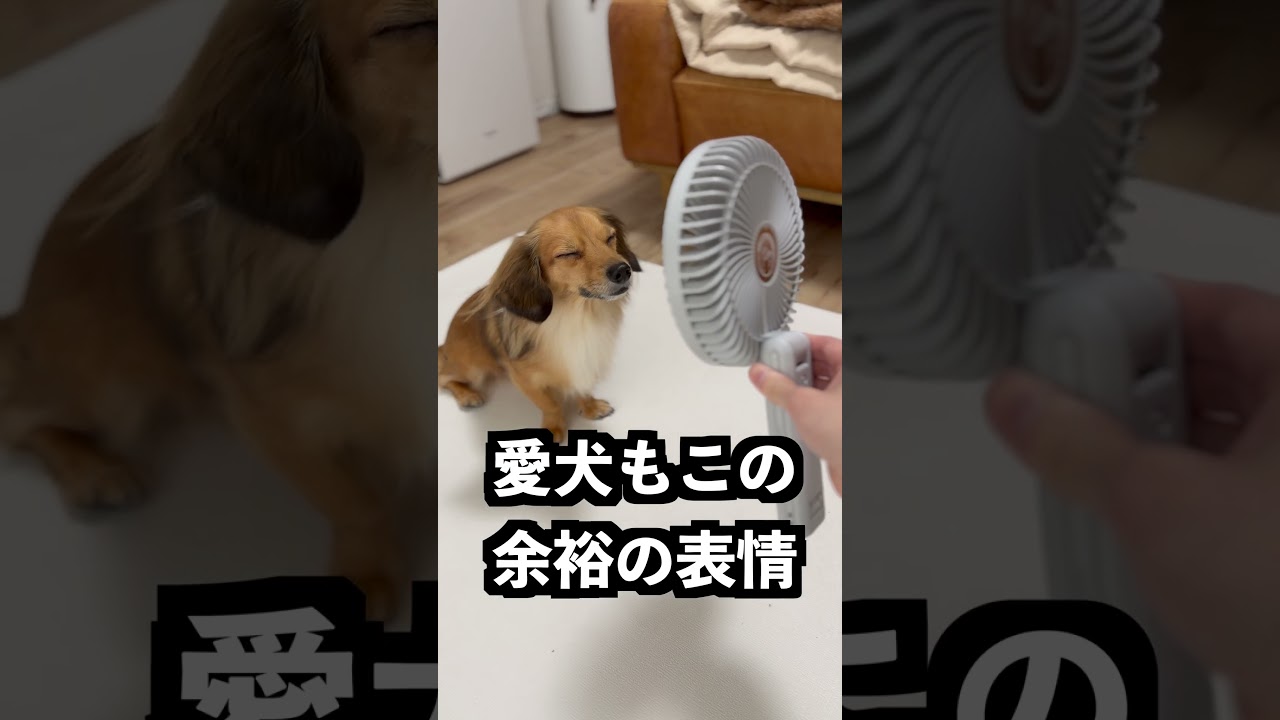 ゴリラの扇風機を熱湯に当てれば触れるはず！