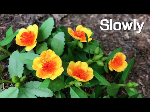 ABC TV | How To Make Portulaca Oleracea Paper | Flower Die Cuts (Slowly) - Craft Tutorial