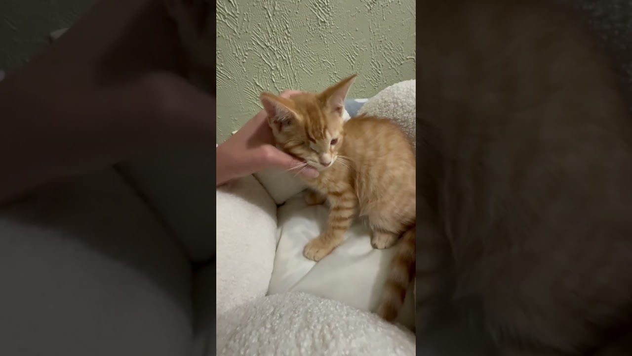 Mulligan - super affectionate one-eyed-wonder baby, a ADOPTABLE Tabby in Neenah, WI video 6/6
