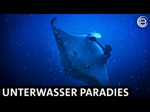 Hawaii ‒ Paradies der Wale und Vulkane | Erlebnis Erde