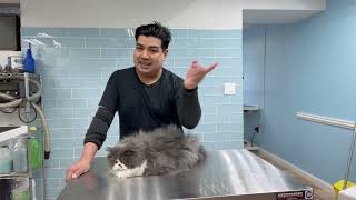 How To Groom my Persian Cat at Home by Dalila's Pet Grooming School