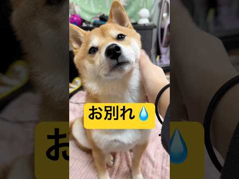 試練の4日間💧#柴犬 #豆柴 #shibainu #犬 #犬のいる暮らし #shorts