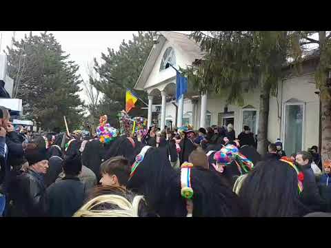 Capra de la Satu-Nou 2018-2019