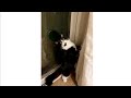 Adorable Tuxedo Cat Loudly Asks To Go Out
