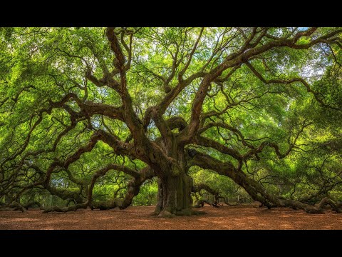 Kotodama Reiki HO KU EI 432 hz by Reiki Génération 6'