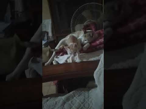 Mom 🐈 playing with Kitty 😍