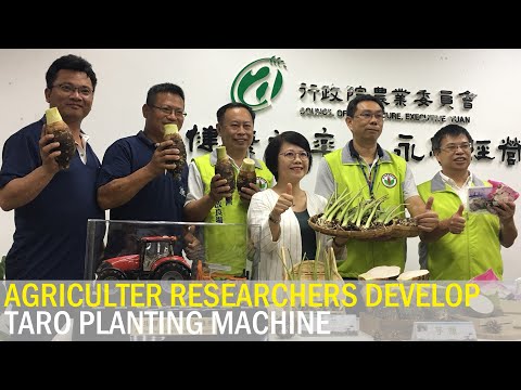 Agricultural researchers develop taro planting machine | Taiwan News | RTI