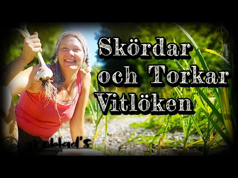 Hur Blev Vitlöksskörden Som Planterades i Gröngödsling