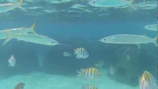 preview picture of video 'plongée libre snorkeling plage Iberostar bayahibe'