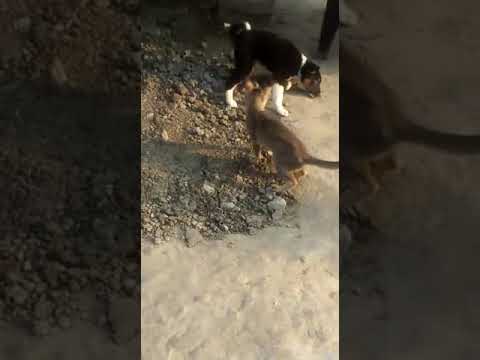 Ultimate 🐈 and 🐕 fight part 2