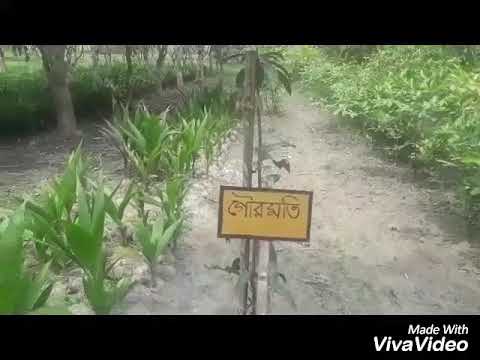 অামের কিছু  অাকর্ষণীয় জাত