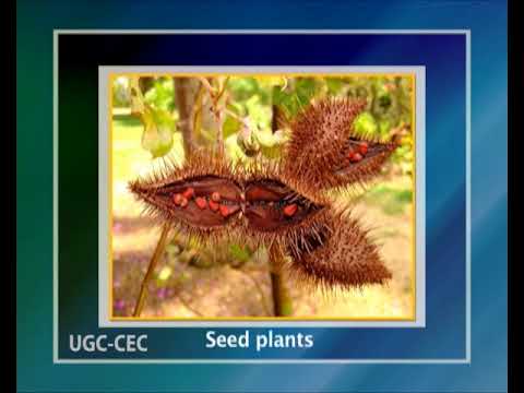 Convergent evolution of tree habit in gymnosperms, monocots and dicots Video