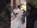 IshowSpeed ​​barks At A Dog That Barks On IshowSpeed