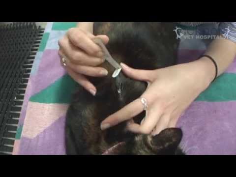 Easy Way To Apply Frontline To A Cat - with Nurse Emma