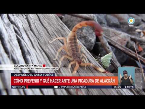 TV Pública Noticias -  Cómo actuar ante picadura de alacrán