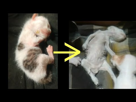 My tiny kitten die and than...