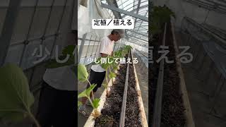 定植②植える #いちご #農業 #農協