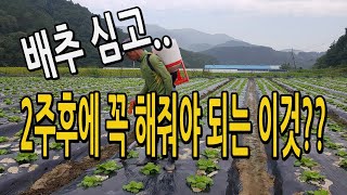 배추 심고 2주후에 꼭 줘야되는 이것?? 통 크고 좋은 배추 키우려면 꼭 해야되는 작업..