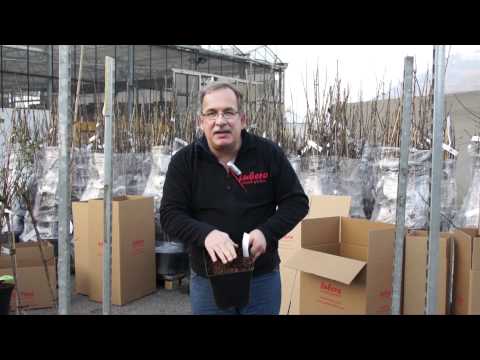 Lubera Jumbopflanzen Eia Popeia