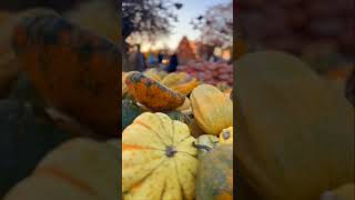 Halloween 2022 #pumpkinpatch #pumpkin 🎃