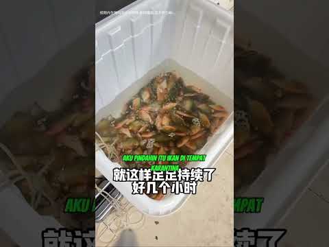 pelihara ikan piranha ganas di akuarium