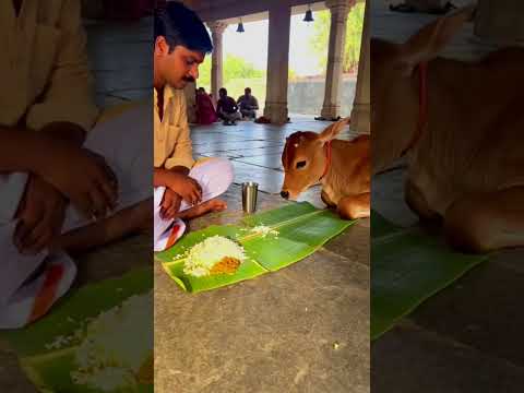 गौ माता को भोजन कराना सबसे बड़ी सेवा 🐄🙏 😍#gaumata#gaumatafeeding#gauseva#cowfeeding#sanatandharma
