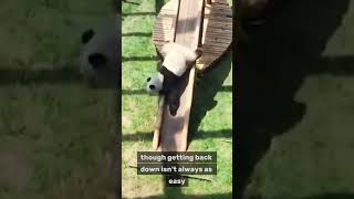 Pandas in Action: The Cutest Playtime You’ll Ever See! #capcut #animals #maenatureza