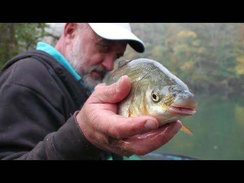 FEEDEROM NA KUPSKE ŠTUPSERE - Ninoslav Žagar