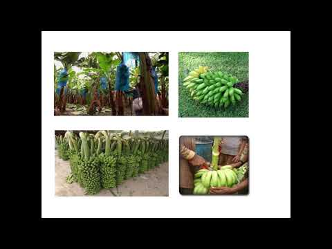 কলার (Banana) উৎপাদন কলাকৌশল