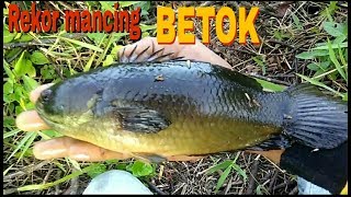 Download lagu REKOR MANCING IKAN BETOK/PAPUYU TERBESAR mp3 Download lagu REKOR MANCING IKAN BETOK/PAPUYU TERBESAR mp3