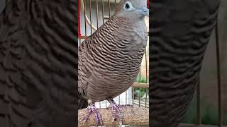 Download lagu Burung Perkutut Lokal Gacor Suara Kung Besar Pancing Burung Perkutut Agar Cepat Berkicau #shorts mp3