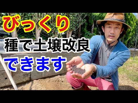 ペニセタム、羽毛毛草 植物