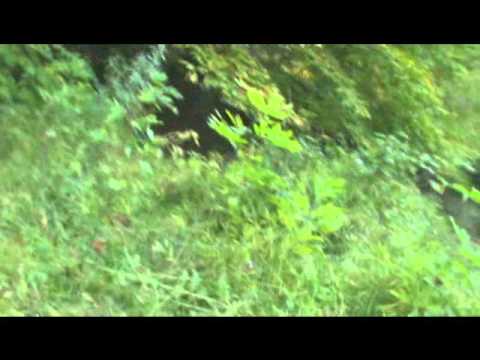 10-07-11 - A Northern Pike in my own backyard! (yay) :).wmv