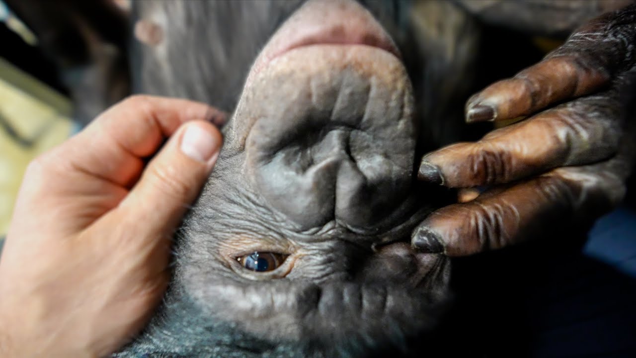 В Алматы Похолодало! Как Себя Чувствует Бонита Дановна?