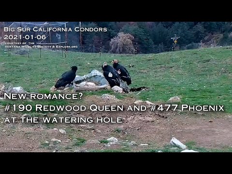 Big Sur Condors🐦New Romance❓#190 Redwood Queen & #477 Phoenix 😊 Explore.org 2021-01-06